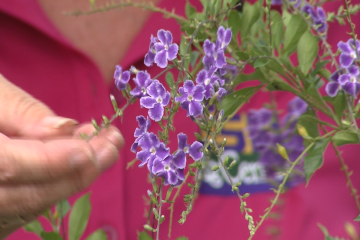 Time to consider fall blooming plants